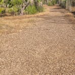Pandanus driveway