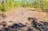 Banksai Bush Sites