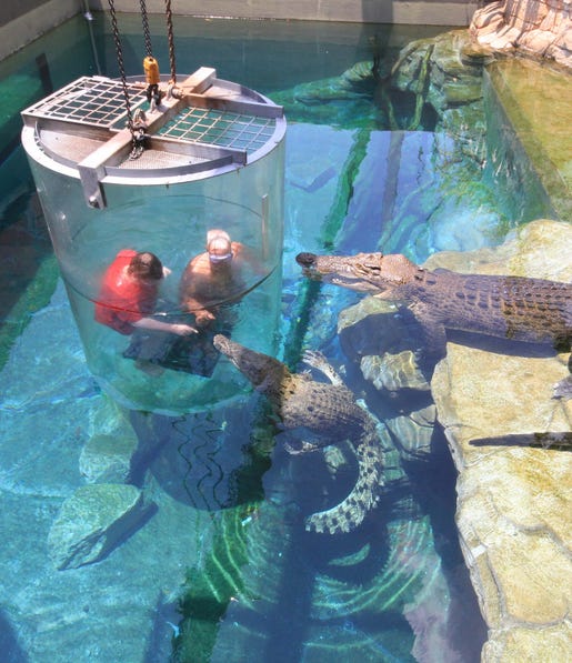 4 Cage of Death in Darwin image1