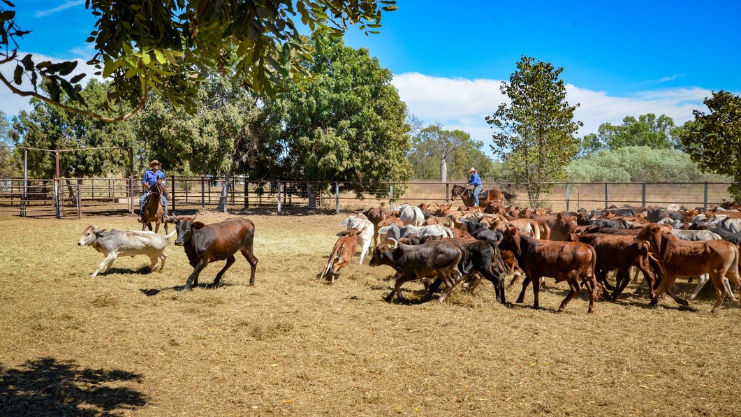Herding cattle at Bullo River Station
