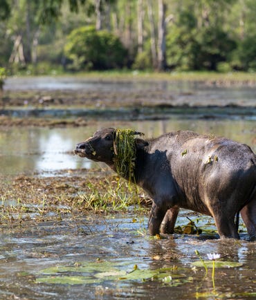 Buffalo-on-Mary-River-Floodplains