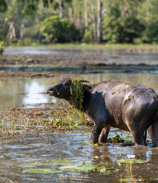 Buffalo-on-Mary-River-Floodplains