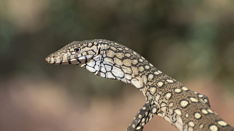Perentie sitting on a rock in East MacDonnell Range National Park