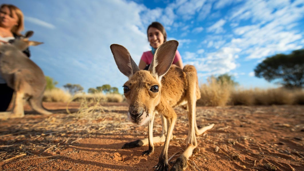 Joey at Kangaroo Sanctuary Alice Springs