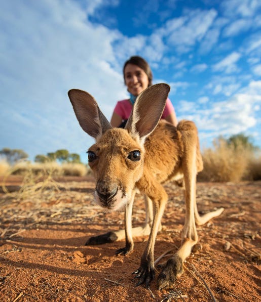 Joey at Kangaroo Sanctuary Alice Springs