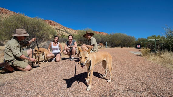 People meeting the dingos at Alice Springs Desert Park