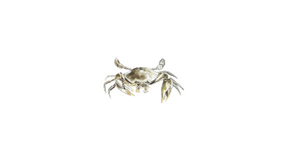 Illustration of a Mud crabs