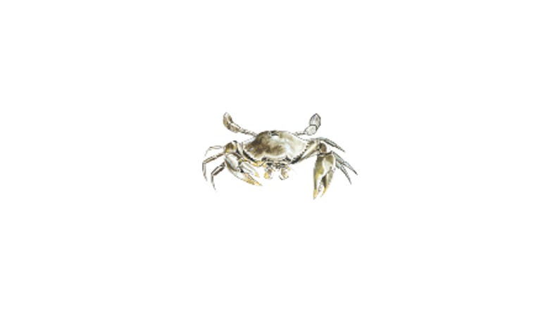 Illustration of a Mud crabs