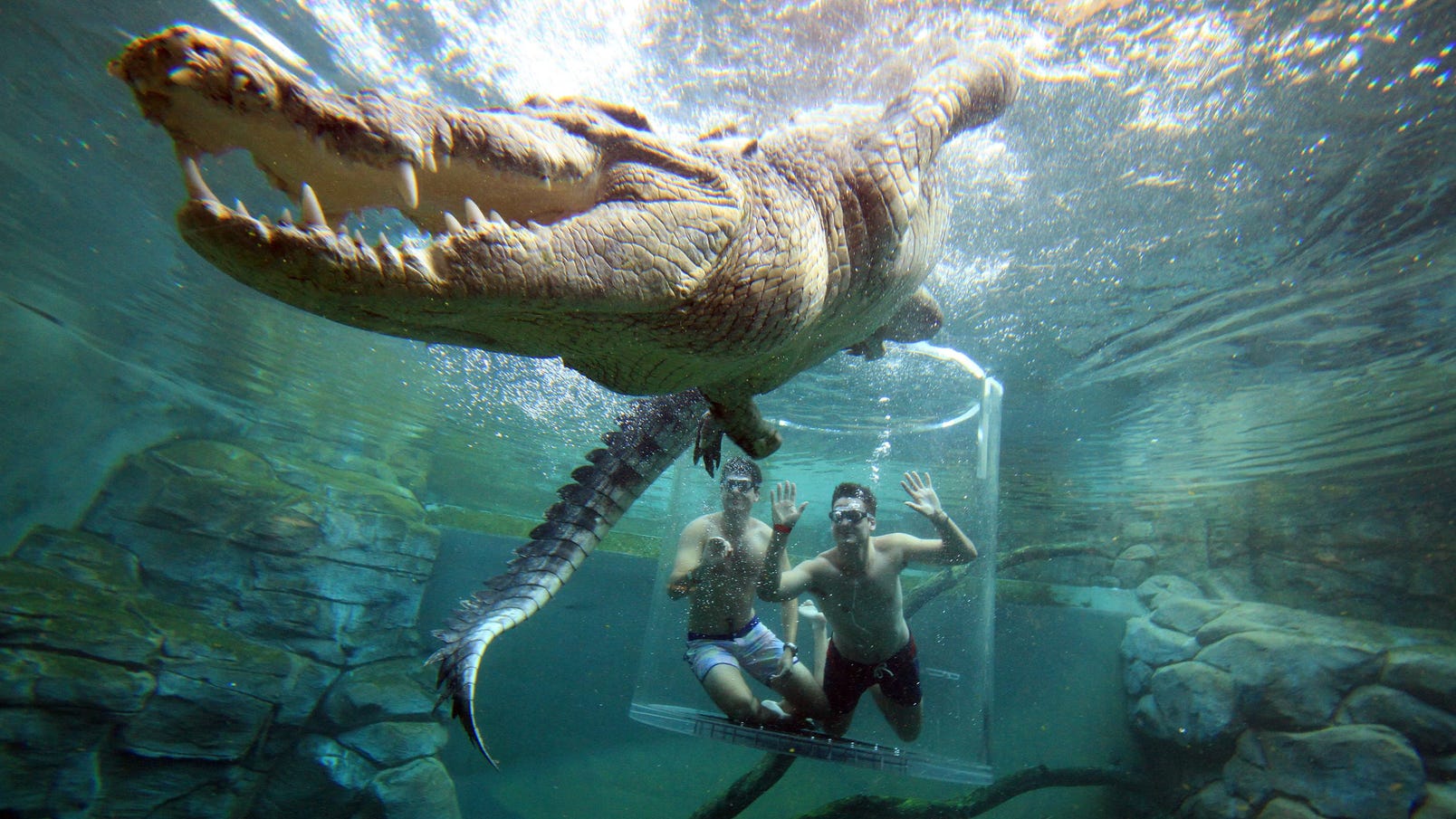 Cage of Death at Crocosaurus Cove