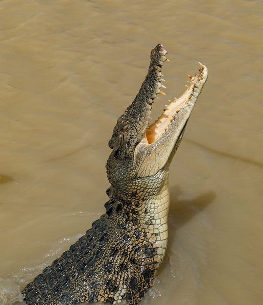 Cahills Crossing crocodile