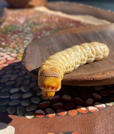 Witchetty grub on a table
