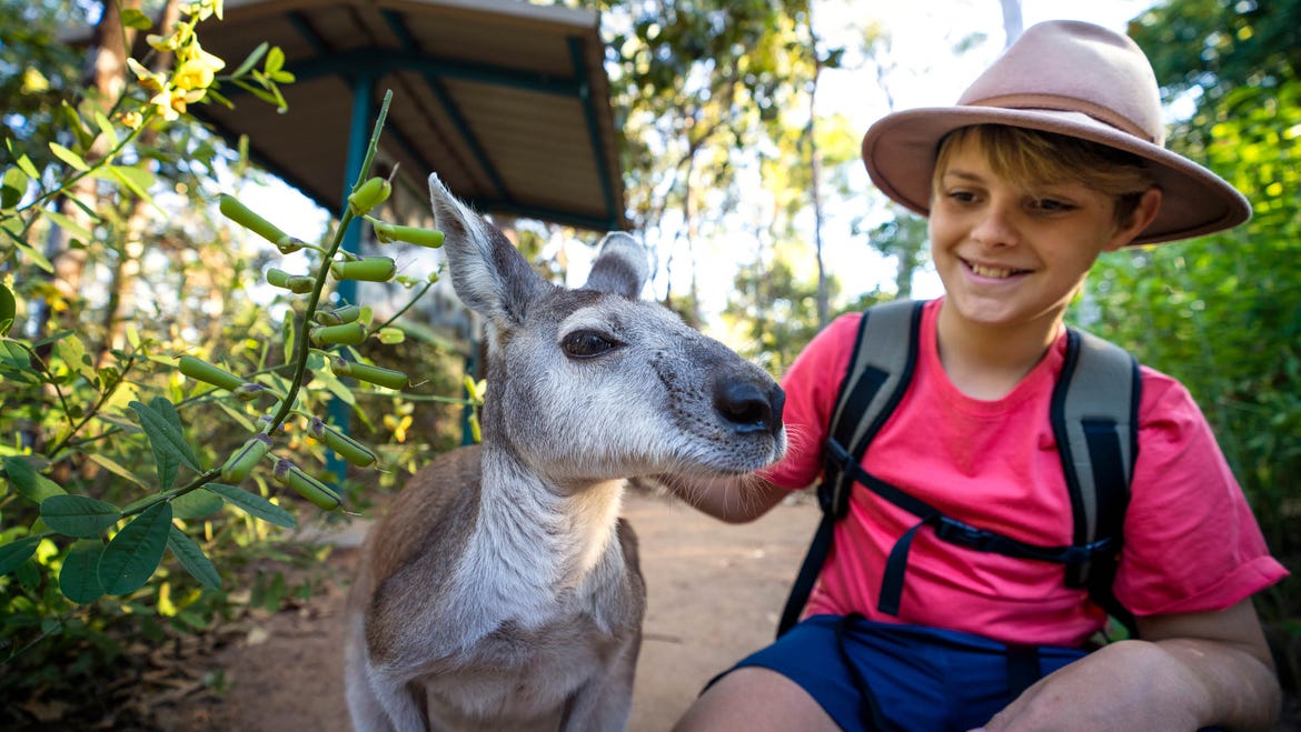 child with wallaby at territory wildlife park