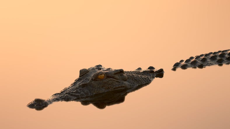 A crocodile in the water at Yellow Water Billabong in Kakadu