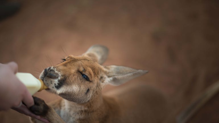 Feeding a joey at Kangaroo Sanctuary
