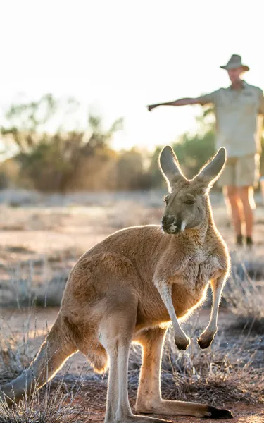 Kangaroo Sanctuary in Alice Springs