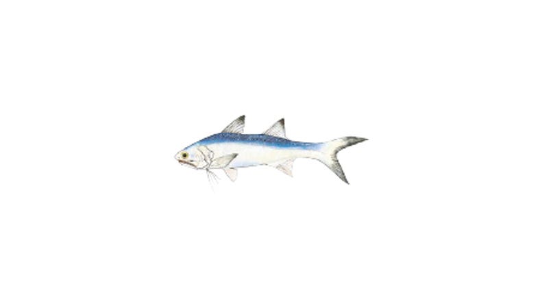 Illustration of a Blue salmon