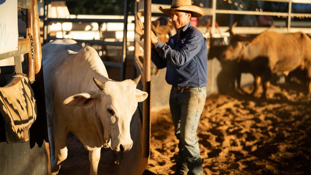 Katherine Outback Experience cattle