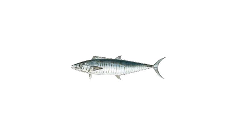 Illustration of a Spanish Mackerel