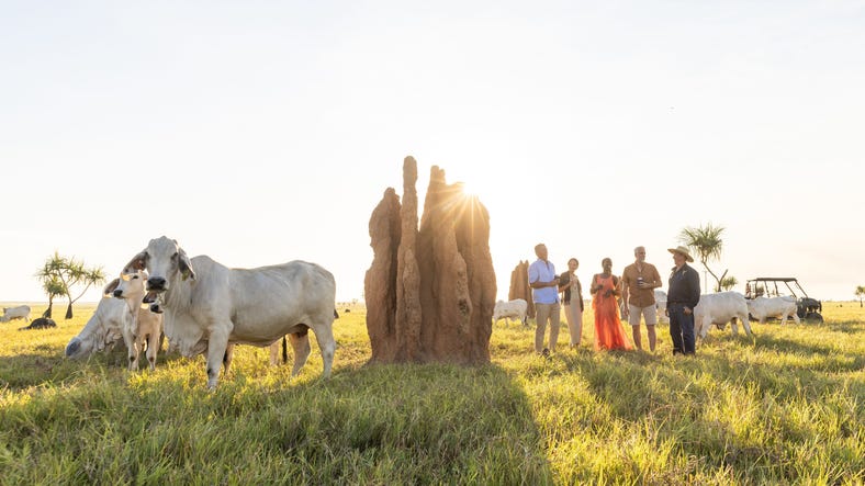 Cows and canapes tour