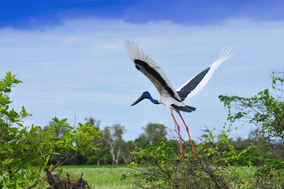 Bird watching in Kakadu