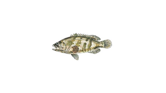Illustration of a Cod and Groper