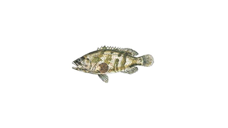 Illustration of a Cod and Groper