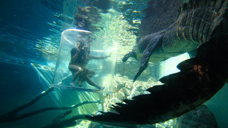 Crocosaurus+Cove