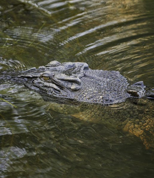 Crocodile in Kakadu Billabong