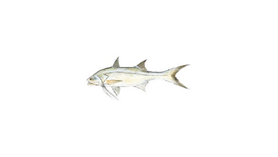 Illustration of a Threadfin Salmon