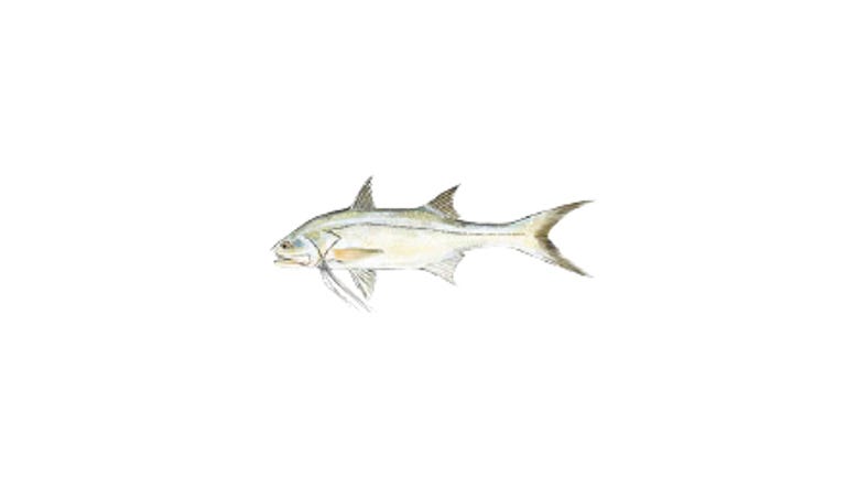 Illustration of a Threadfin Salmon