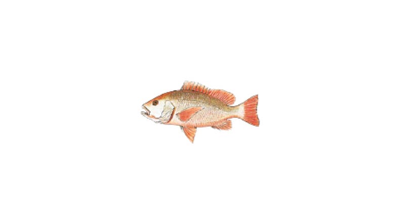 Illustration of a Mangrove Jack