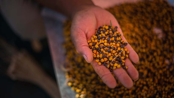 A hand holding local bush tucker seeds at Uluru