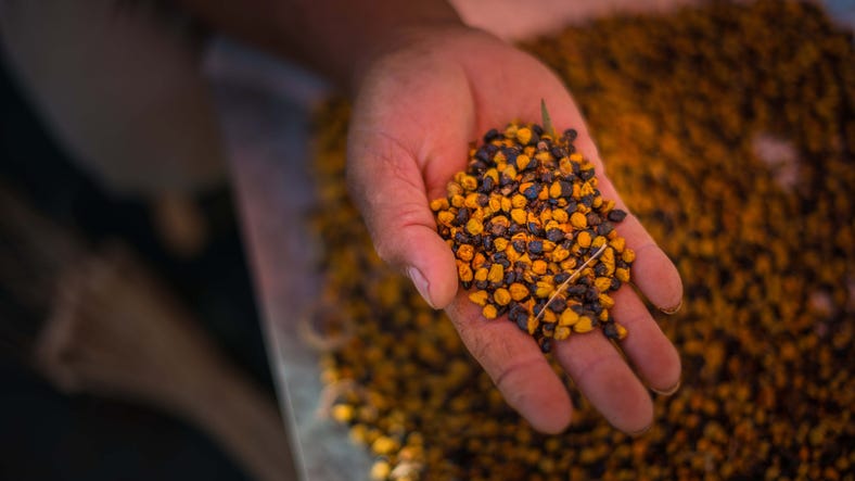 A hand holding local bush tucker seeds at Uluru