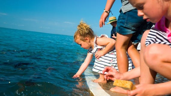 Feeding the fish