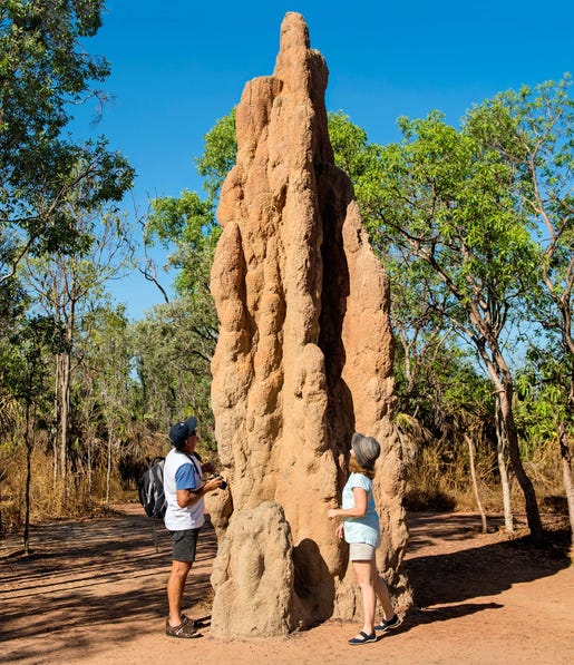 A magnetic termite mound in Litchfield National Park