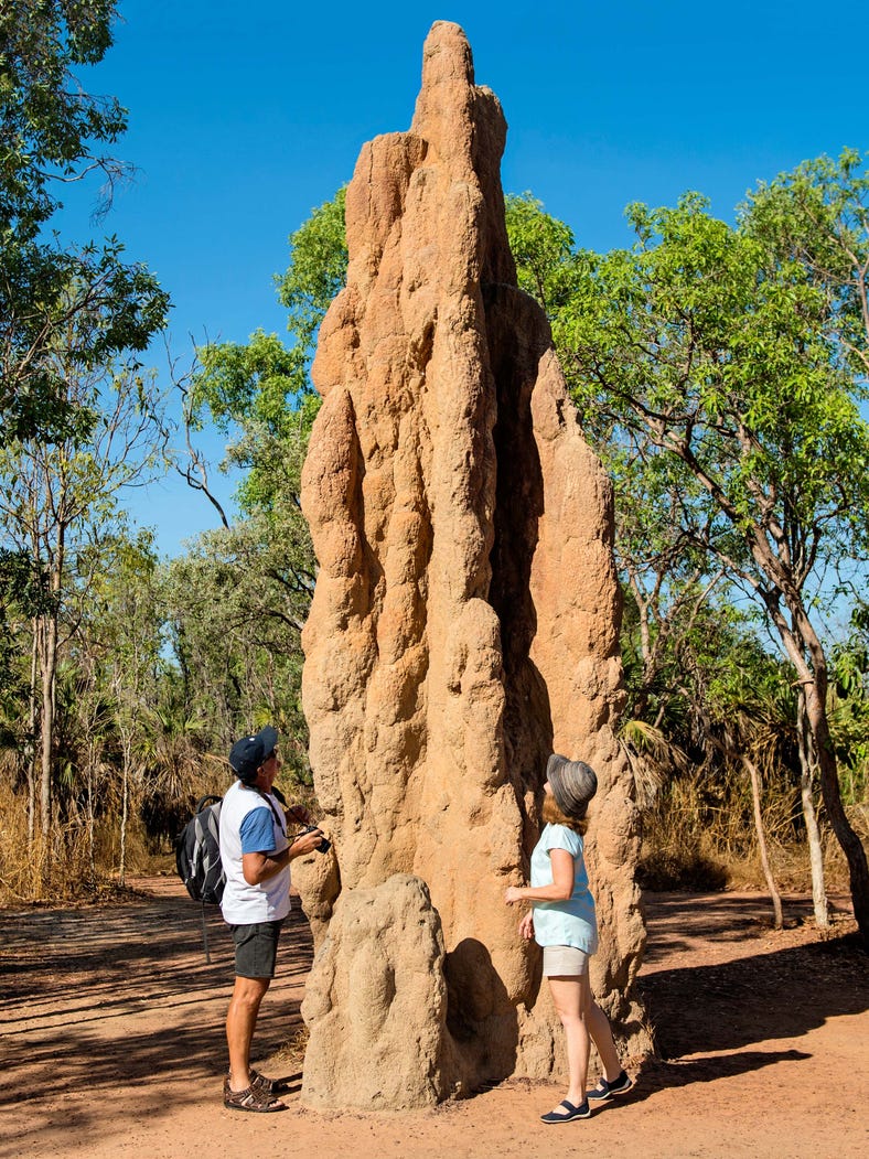A magnetic termite mound in Litchfield National Park