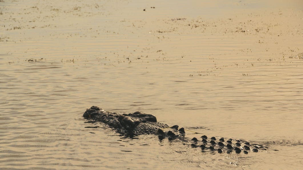 Croc in the Water
