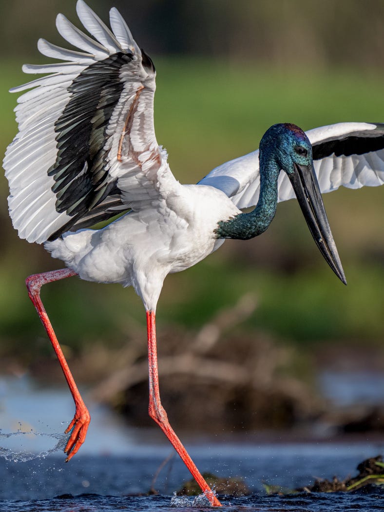 JABIRU