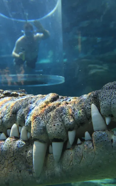 Close up of large crocodile in cage of death tank at Crocosaurus Cove