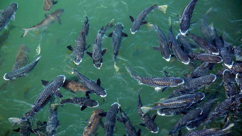 fishes at aquascene fish feeding