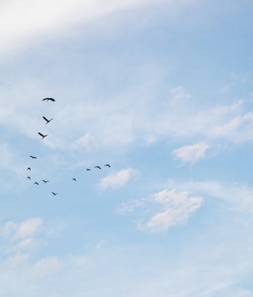 Magpie Geese Flying Above Yellow Water