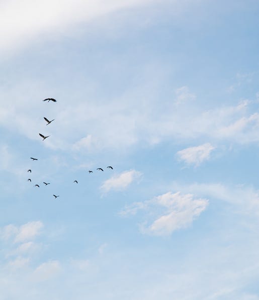 Magpie Geese Flying Above Yellow Water