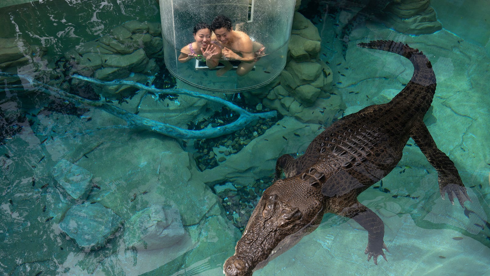 Crocodiles and cage of death Darwin