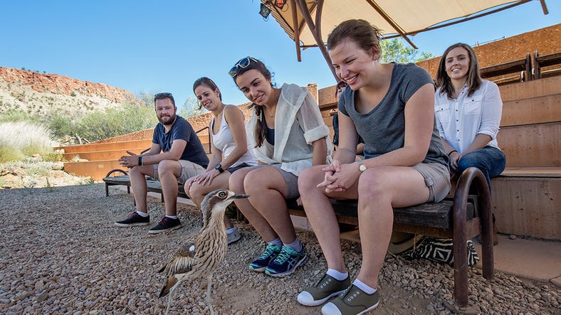 desertparkbirdshow