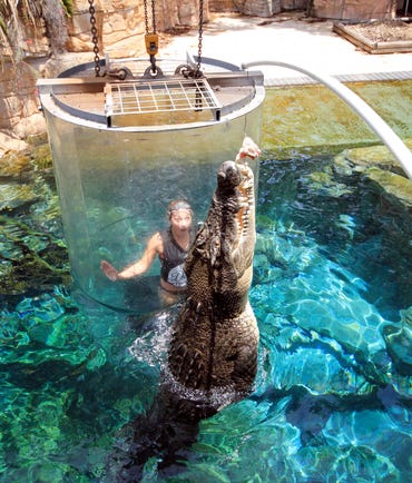 Girl in Cage of Death Crocosaurus Cove Darwin