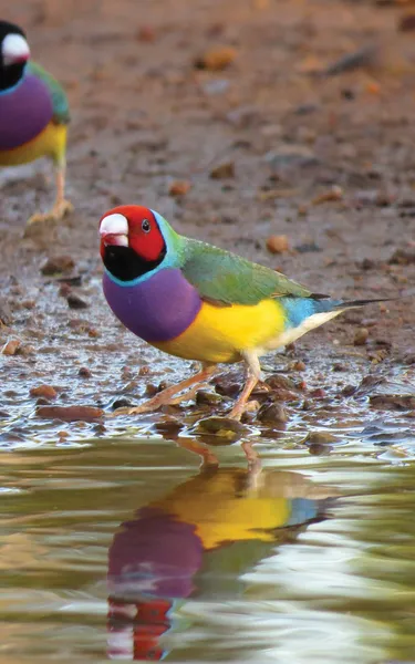 Goudian finches drinking water in the NT