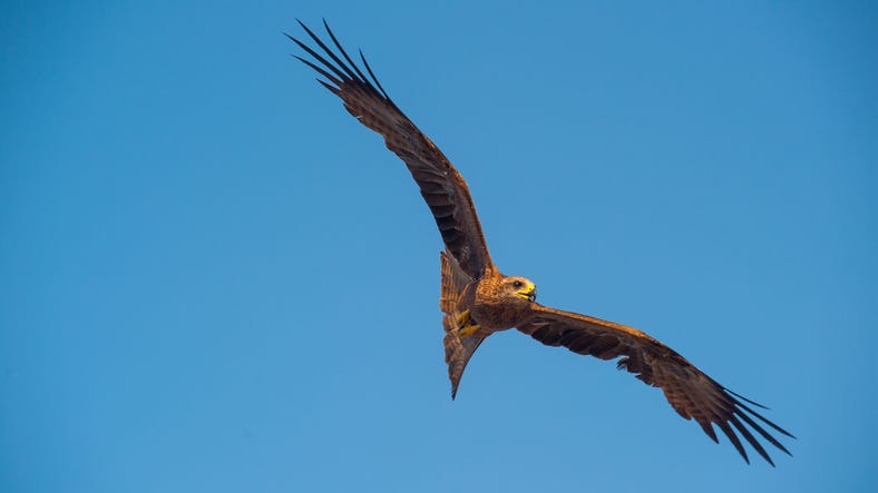 Kite flying