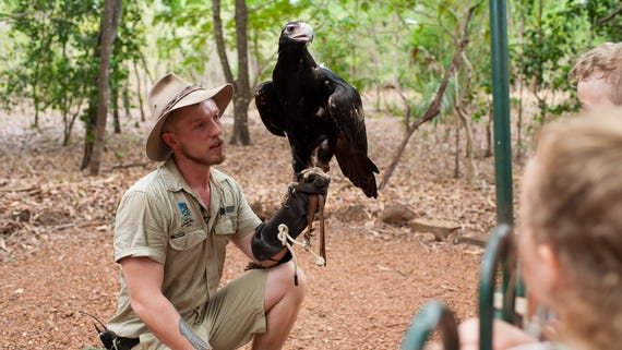 ranger holding a wedge tail eagle at Territory Wildlife Park