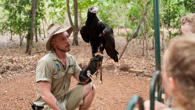 ranger holding a wedge tail eagle at Territory Wildlife Park