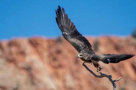 Bird watching around Alice Springs